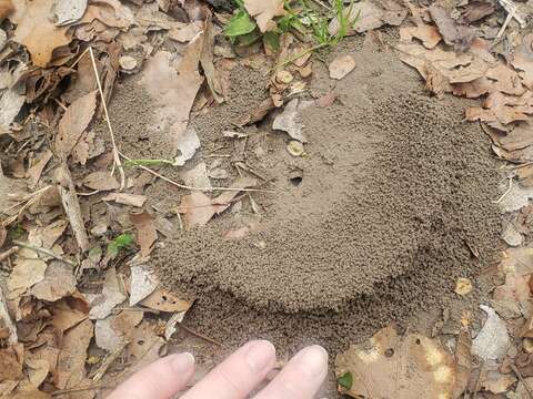 Image of Northern Fungus Farming Ant