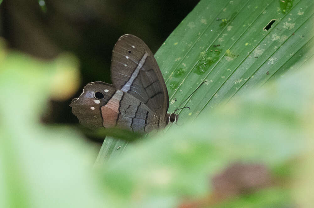 Image of Pierella helvina Hewitson 1860