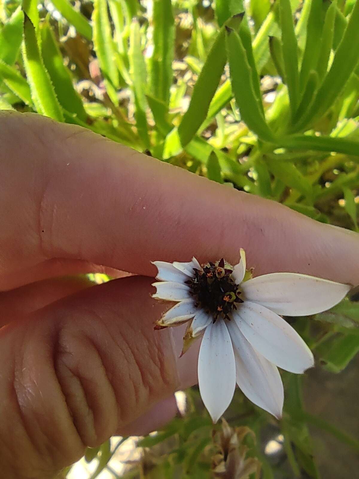 Image of Osteospermum acutifolium (Hutch.) Norlindh