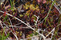 Image of Purple Spoonwort