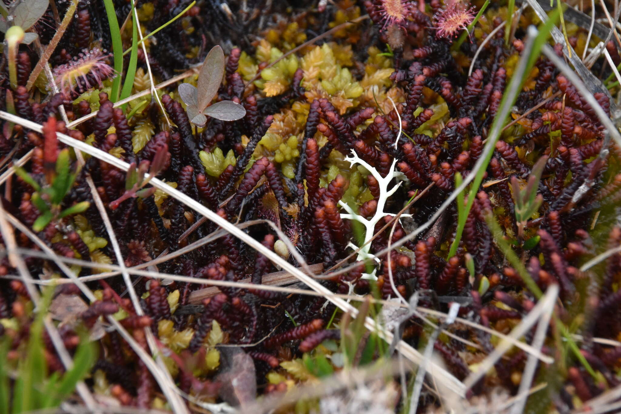 Image of Purple Spoonwort