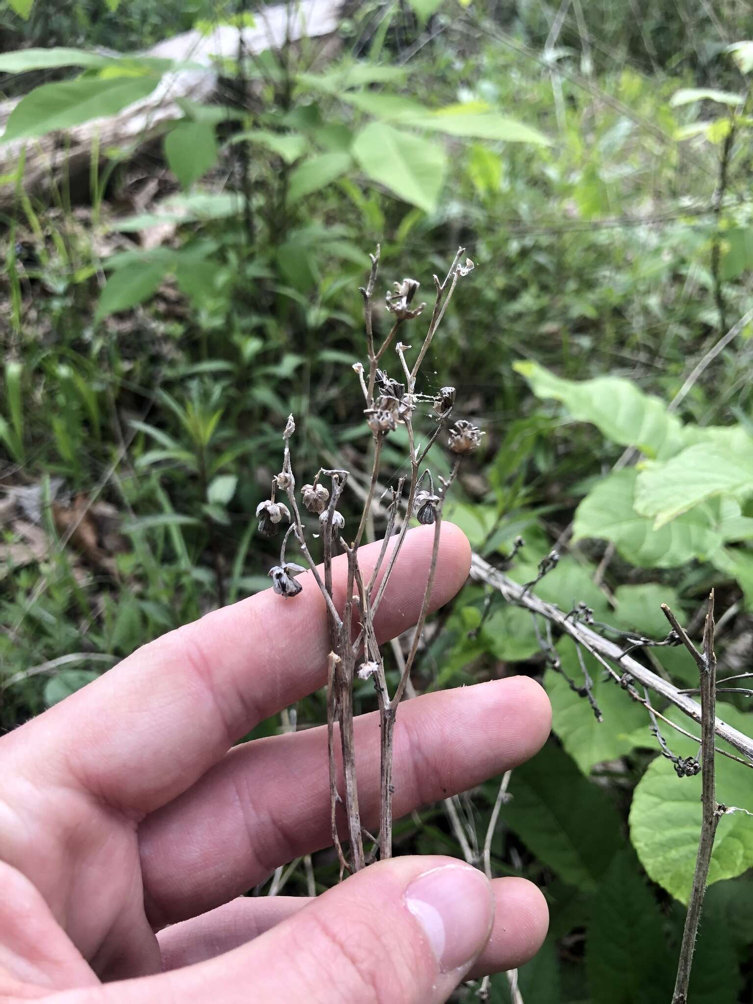 Sivun Parthenium auriculatum Britt. kuva