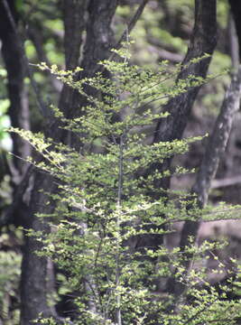 Image of Coprosma parviflora Hook. fil.