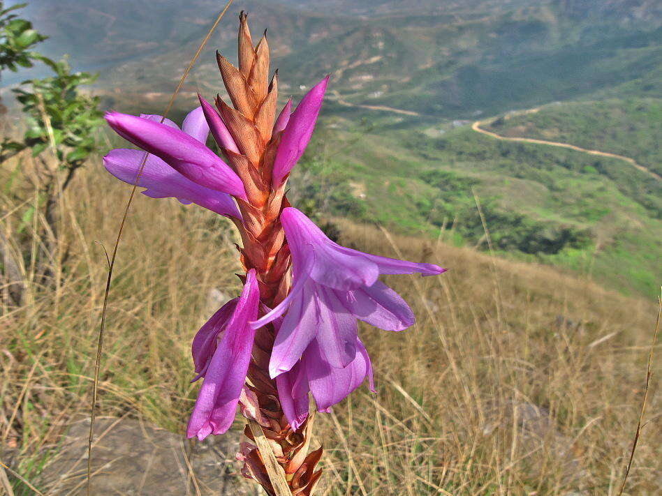 Image of Watsonia confusa Goldblatt