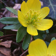 Image of eranthis