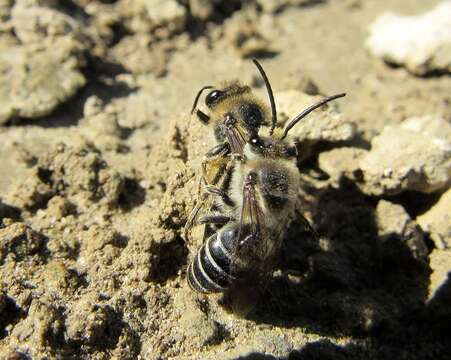 Image of Colletes compactus compactus Cresson 1868