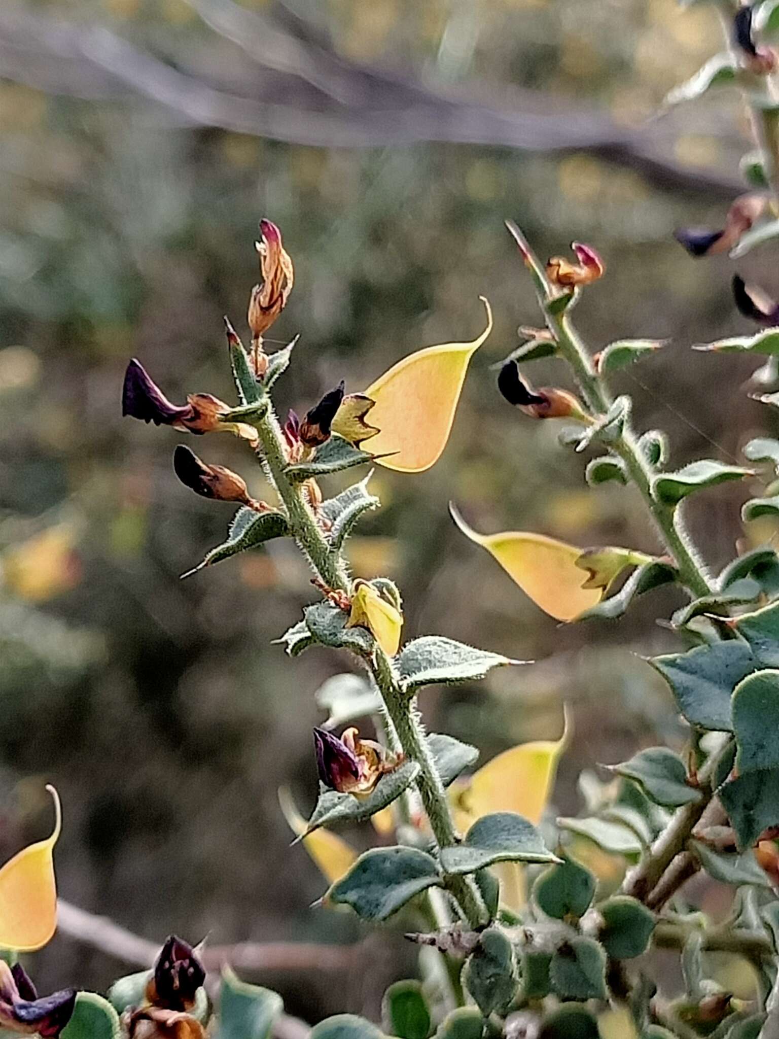 Imagem de Daviesia arenaria Crisp