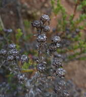 Image of Ruschia tenella (Haw.) Schwant.