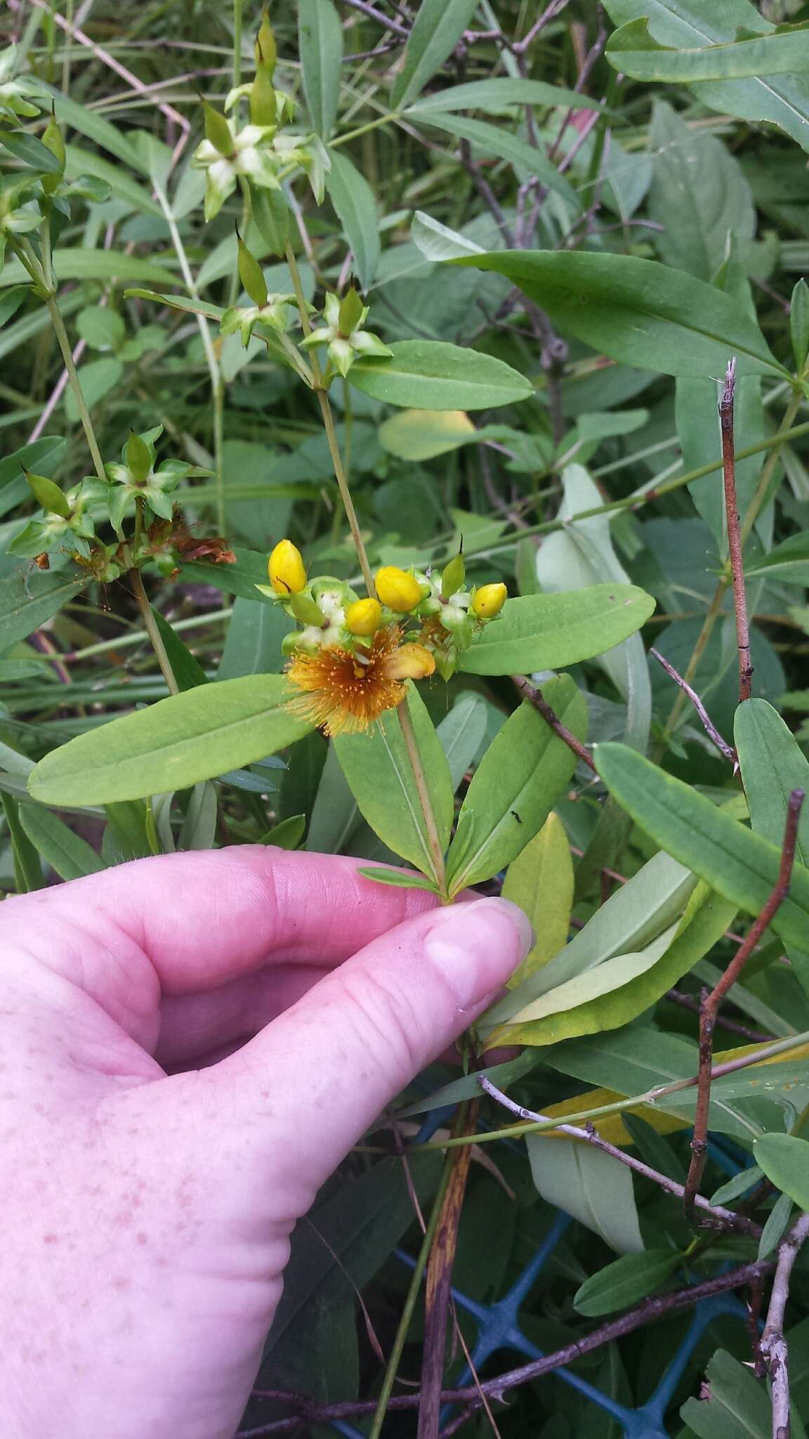 Image of shrubby St. Johnswort