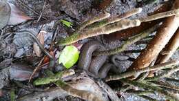 Image of Atlantic Saltmarsh Snake