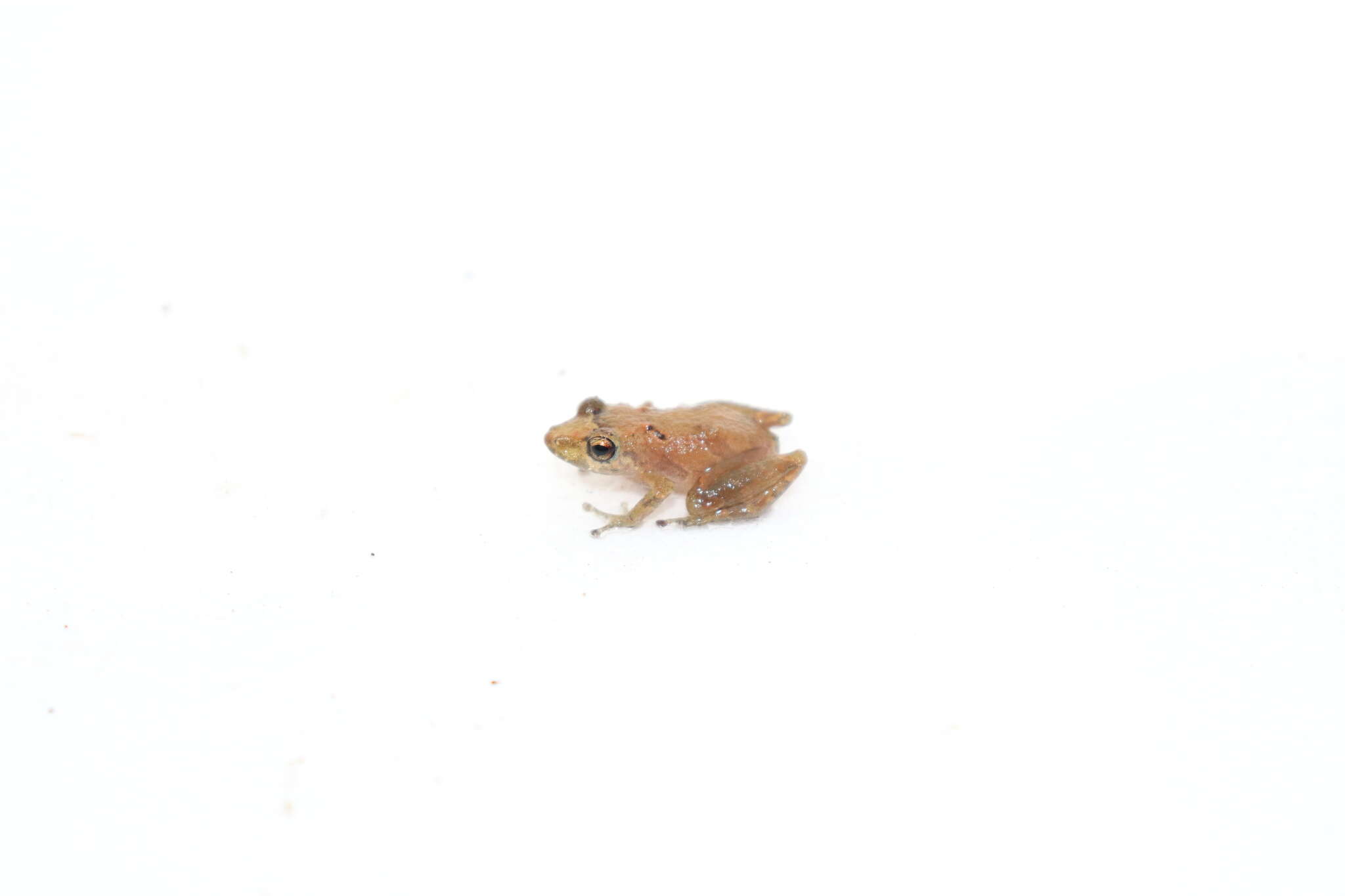 Imagem de Pristimantis trachyblepharis (Boulenger 1918)