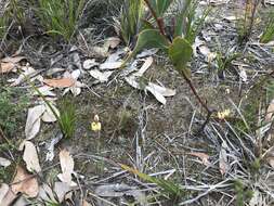 Image of Rabbit-eared sun orchid