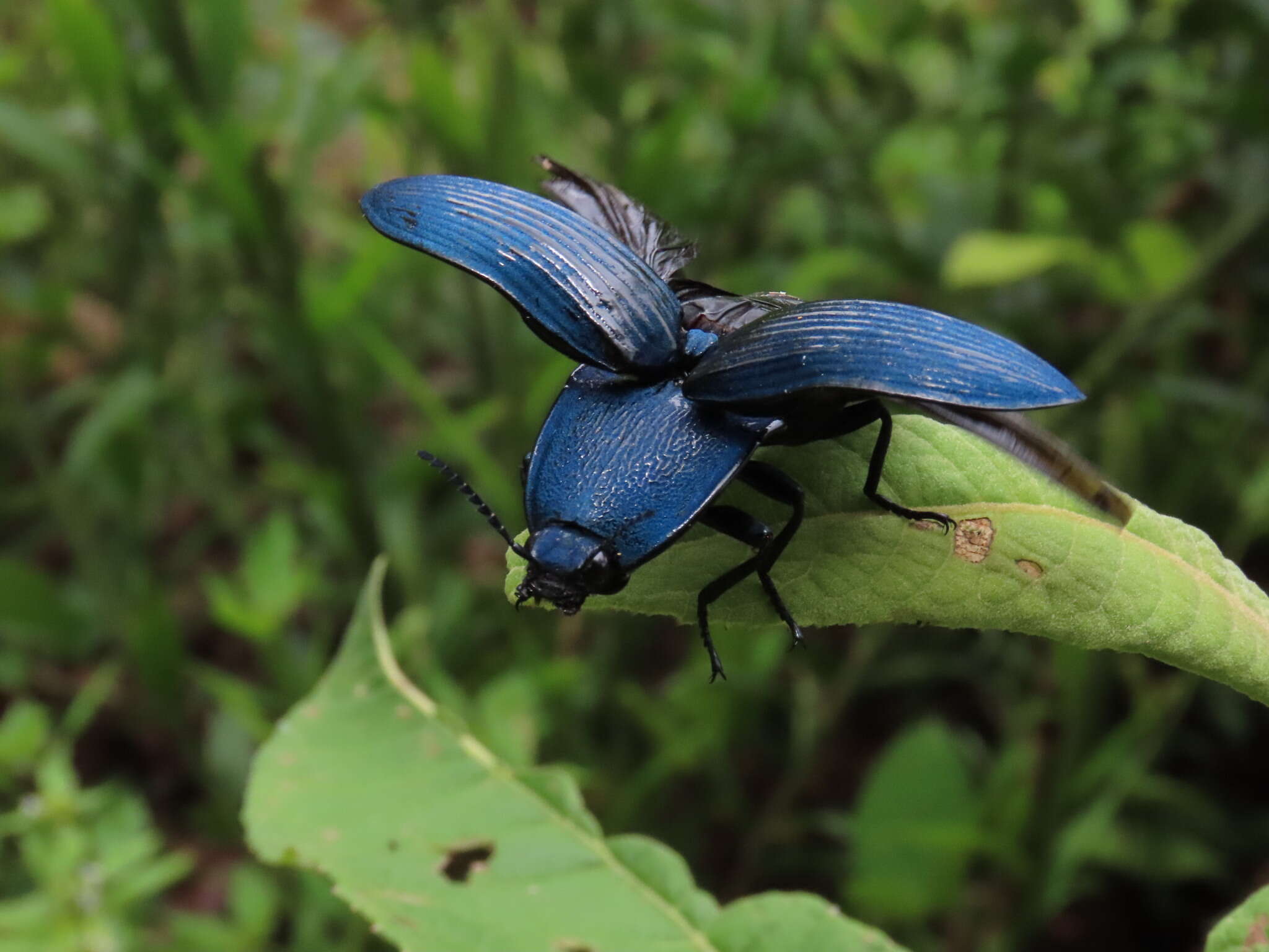 Image of Chalcolepidius lacordairei