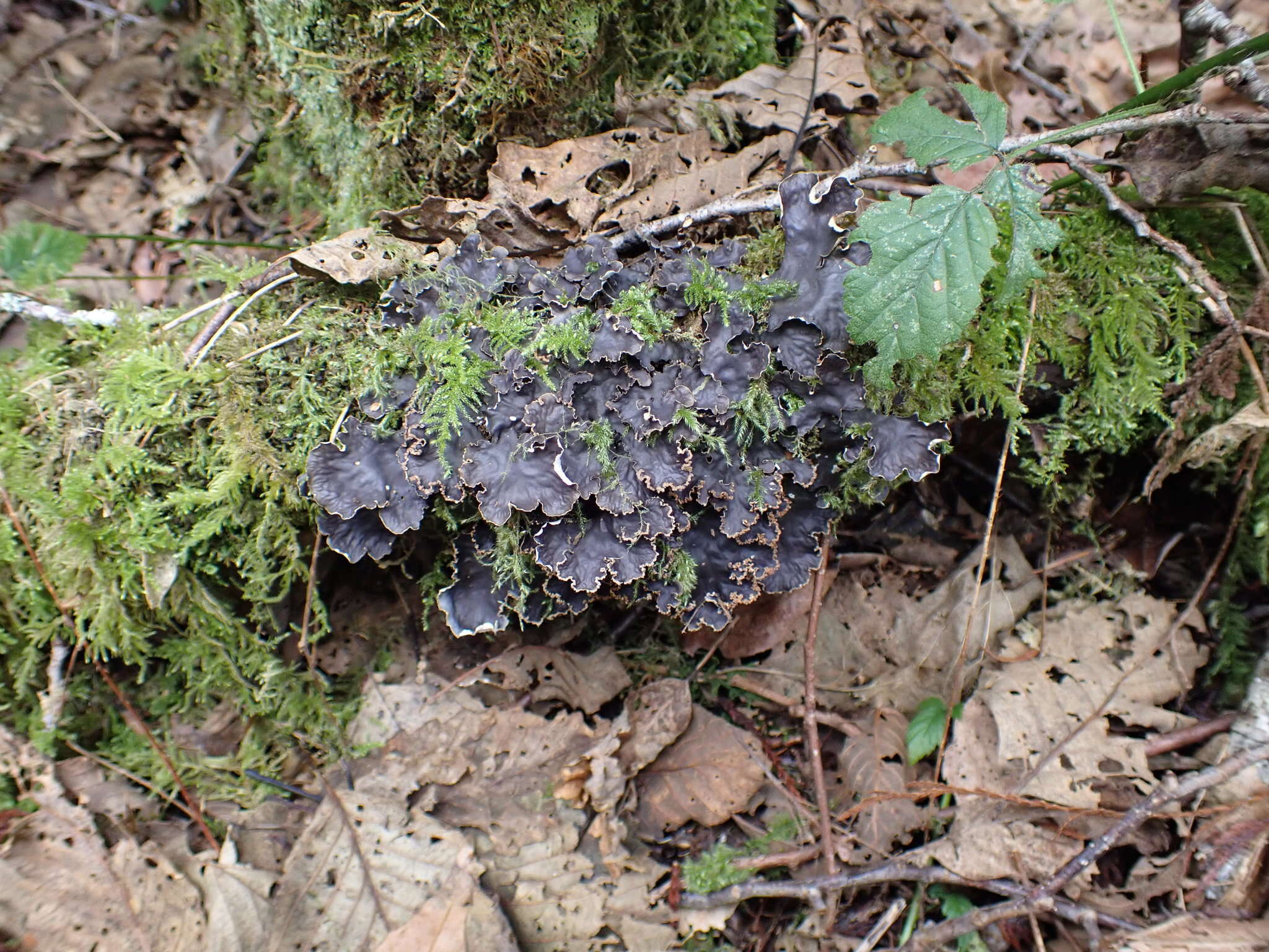 Image of Peltigera pacifica Vitik.