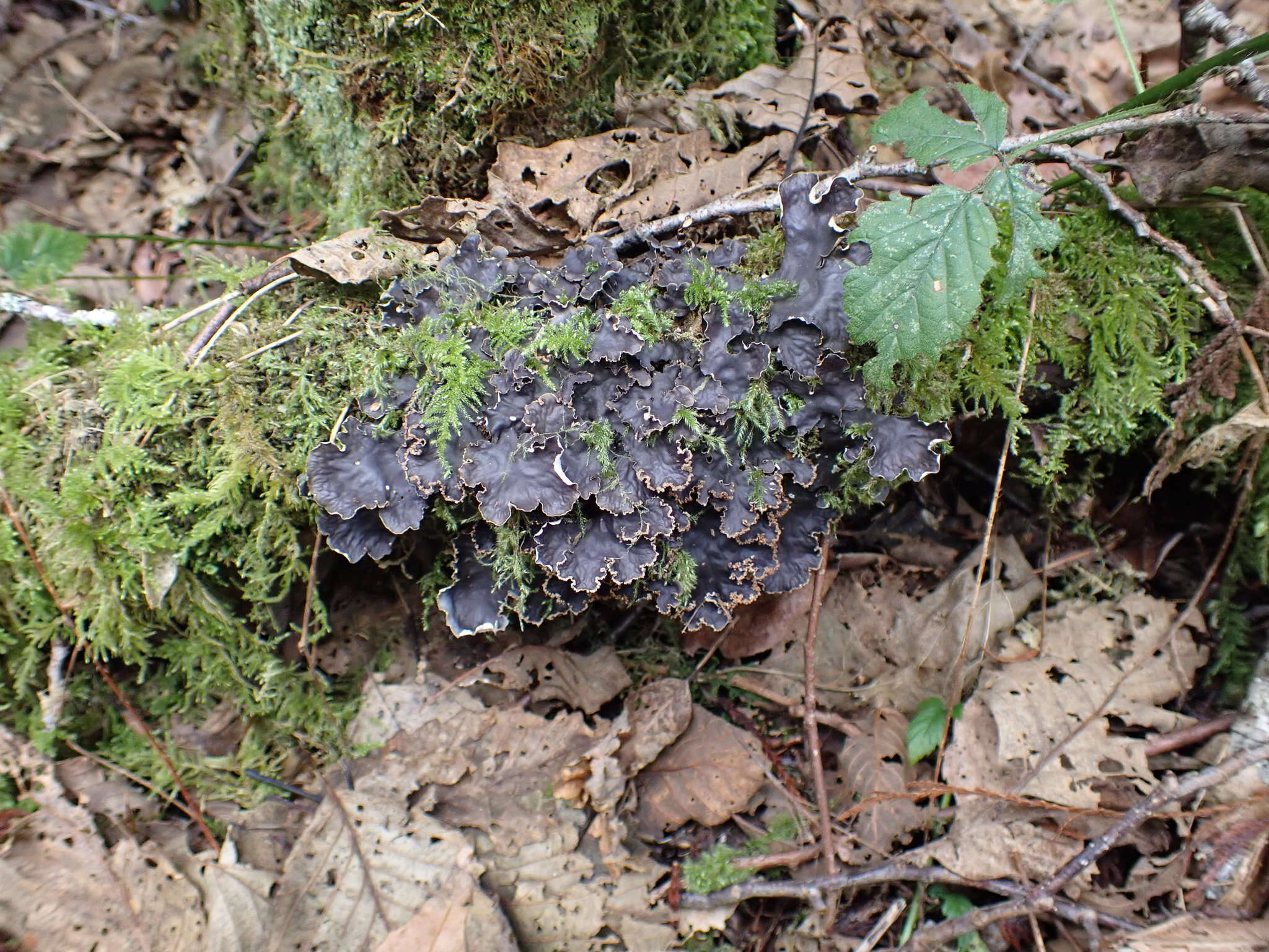 Image of Pacific felt lichen