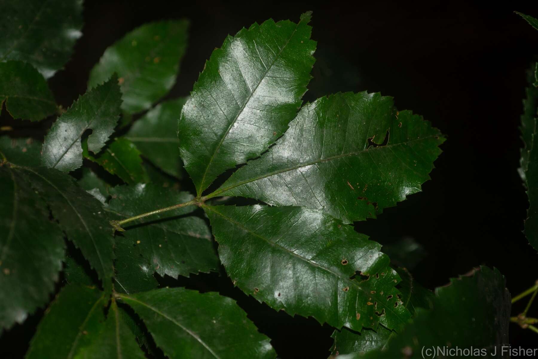 Sivun Pseudoweinmannia lachnocarpa (F. Müll.) Engl. kuva