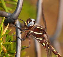 Image of Austropetalia patricia (Tillyard 1910)