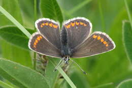 Image of <i>Aricia artaxerxes salmacis</i> (Stephens 1831)