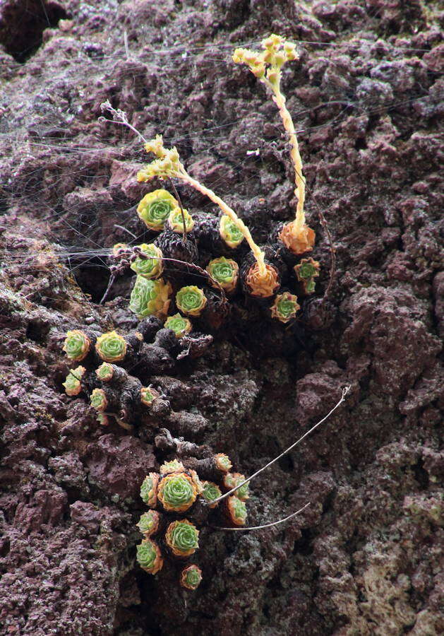 Image of Aeonium aizoon (Bolle) T. H. M. Mes