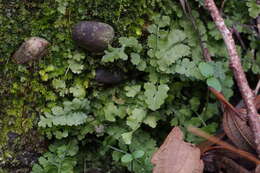 Image of Maidenhair Spleenwort