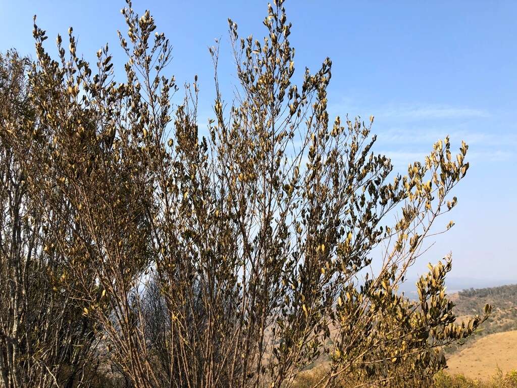 Image of brush hovea