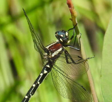 Image of Eusynthemis guttata (Selys 1871)