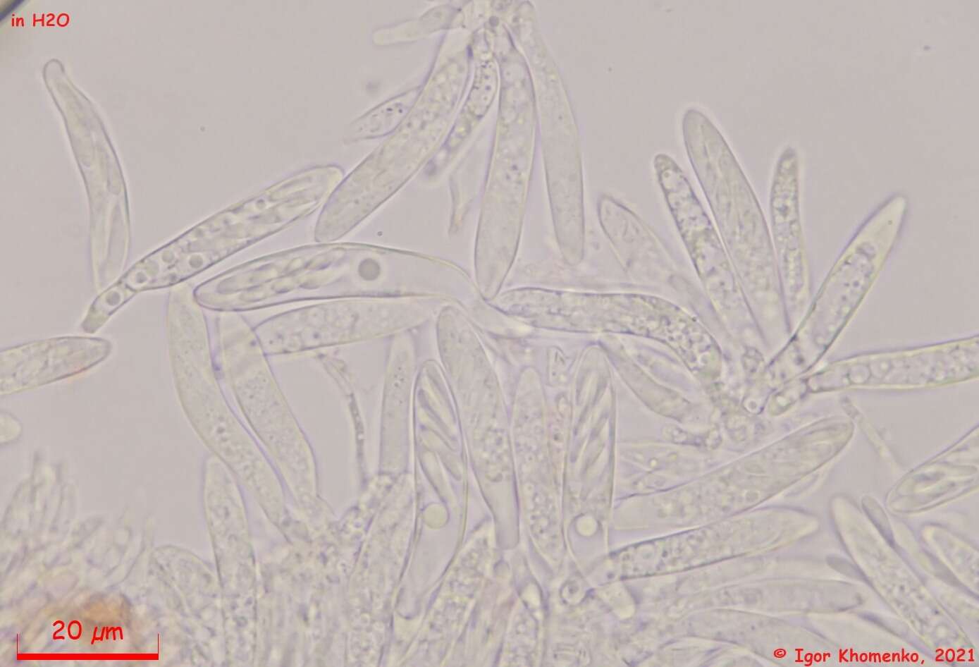 Image of Fuscolachnum misellum (Roberge ex Desm.) J. H. Haines 1989