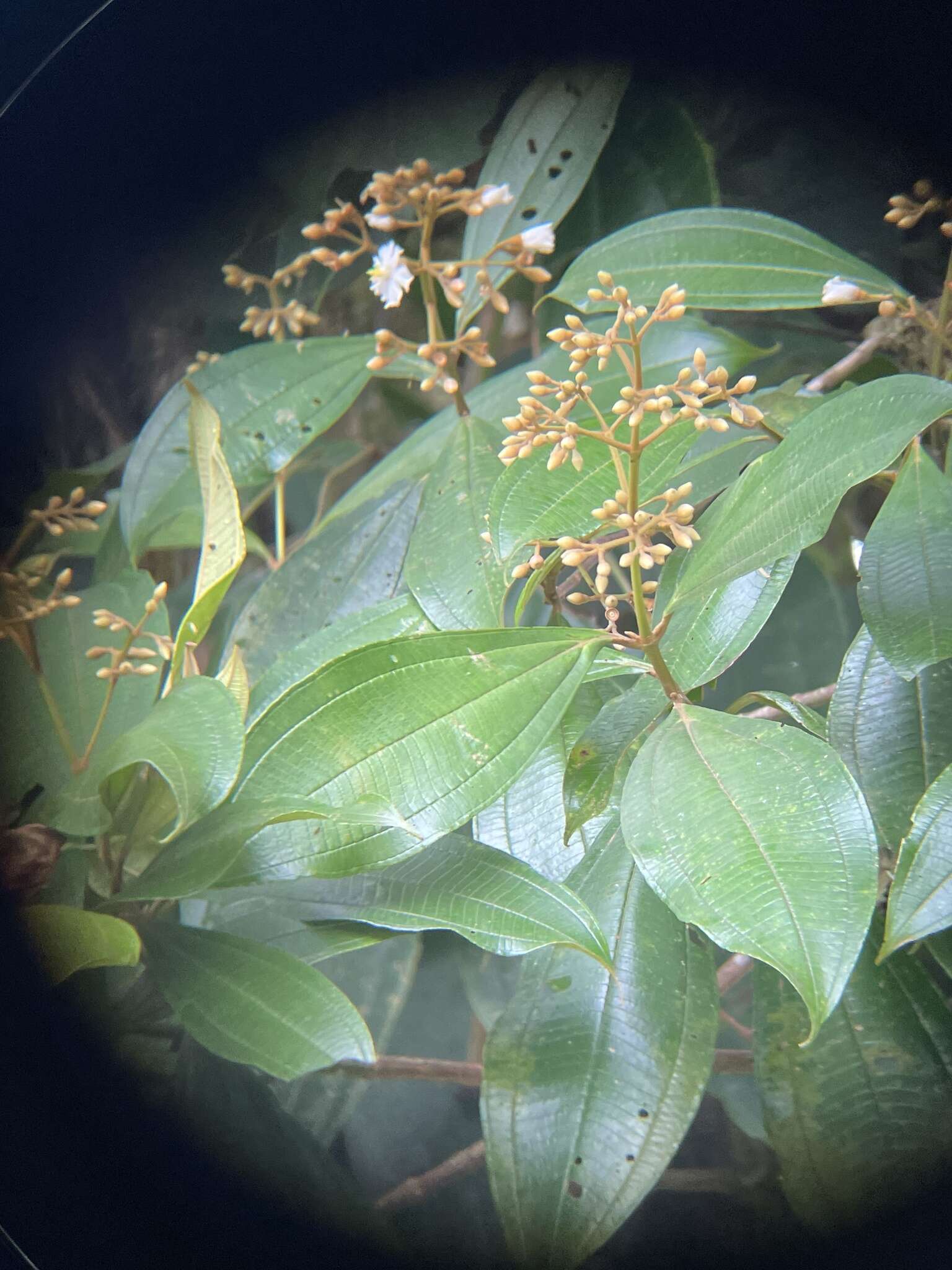 Image of Miconia conorufescens