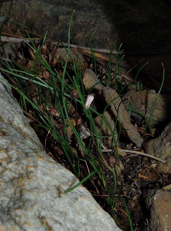 Image of Drimia uniflora J. C. Manning & Goldblatt