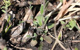 صورة Draba brachycarpa Nutt.