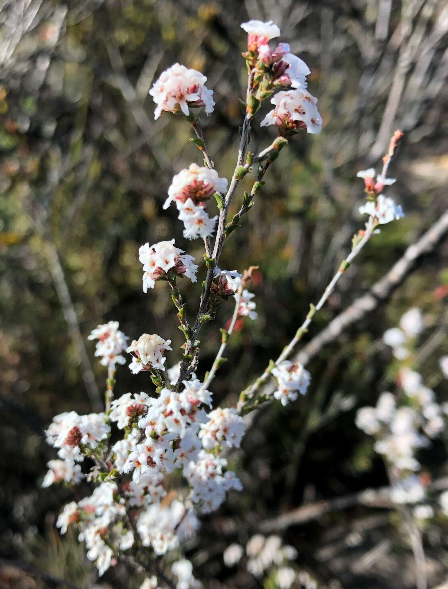 Слика од Leucopogon costatus (F. Muell.) J. Black