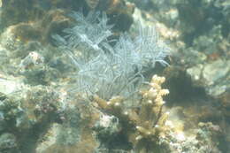 Image of Delicate white stinging hydroids