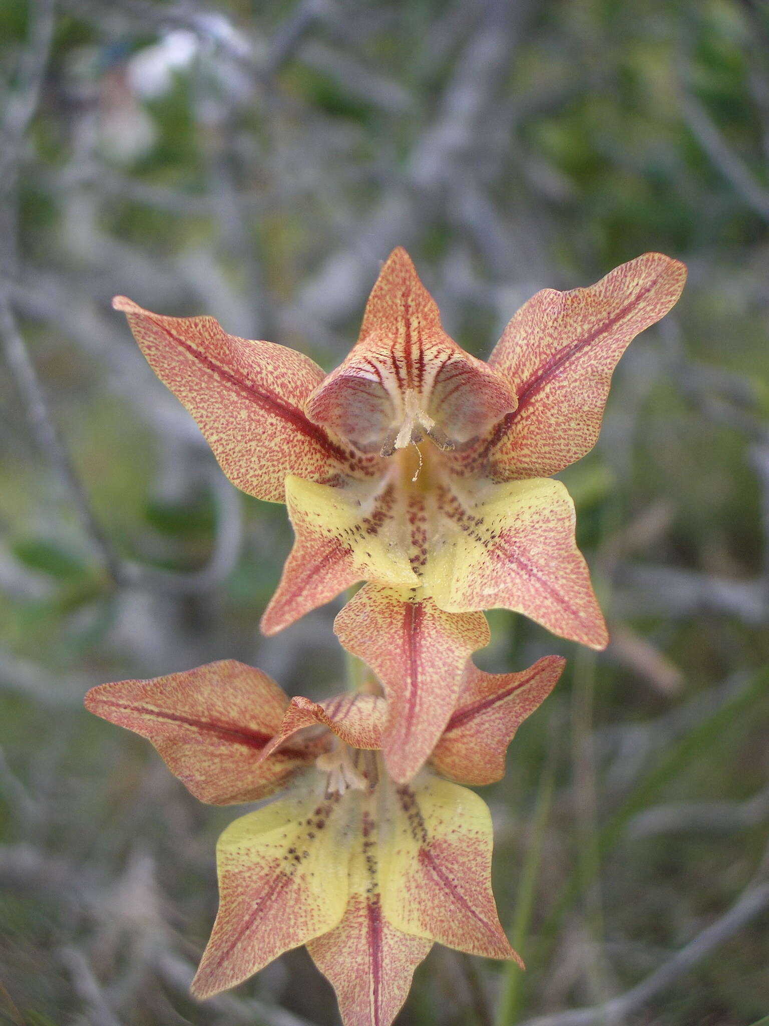 Gladiolus liliaceus Houtt. resmi