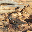 Cinclosoma castaneothorax Gould 1849 resmi