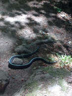 Plancia ëd Thamnophis sirtalis concinnus (Hallowell 1852)