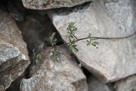 Imagem de Cardamine bipinnata (C. A. Mey.) O. E. Schulz