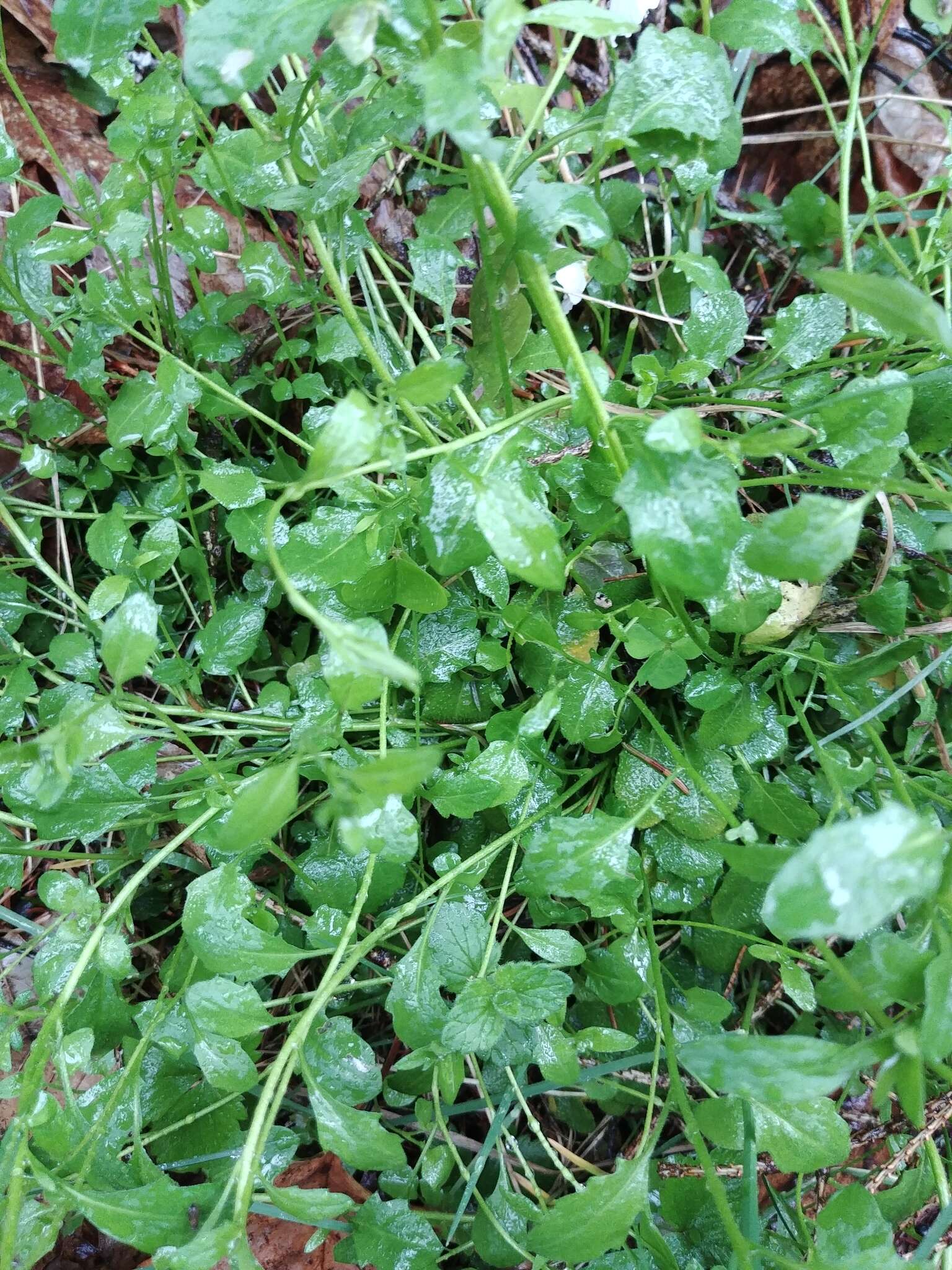 Plancia ëd Arabidopsis halleri (L.) O'Kane & Al-Shehbaz