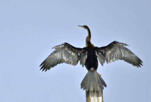 Image de Anhinga roux