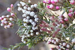 Image of Metalasia tricolor Pillans