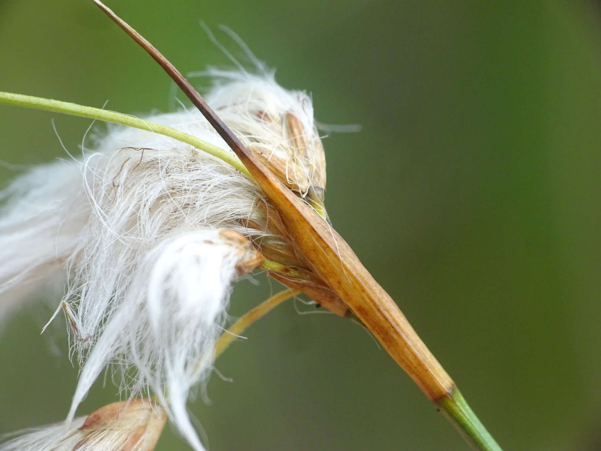 Image of Few-Nerve Cotton-Grass