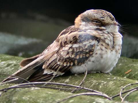 Image of White-tailed Nightjar