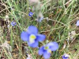 Image of Heliophila digitata L. fil.