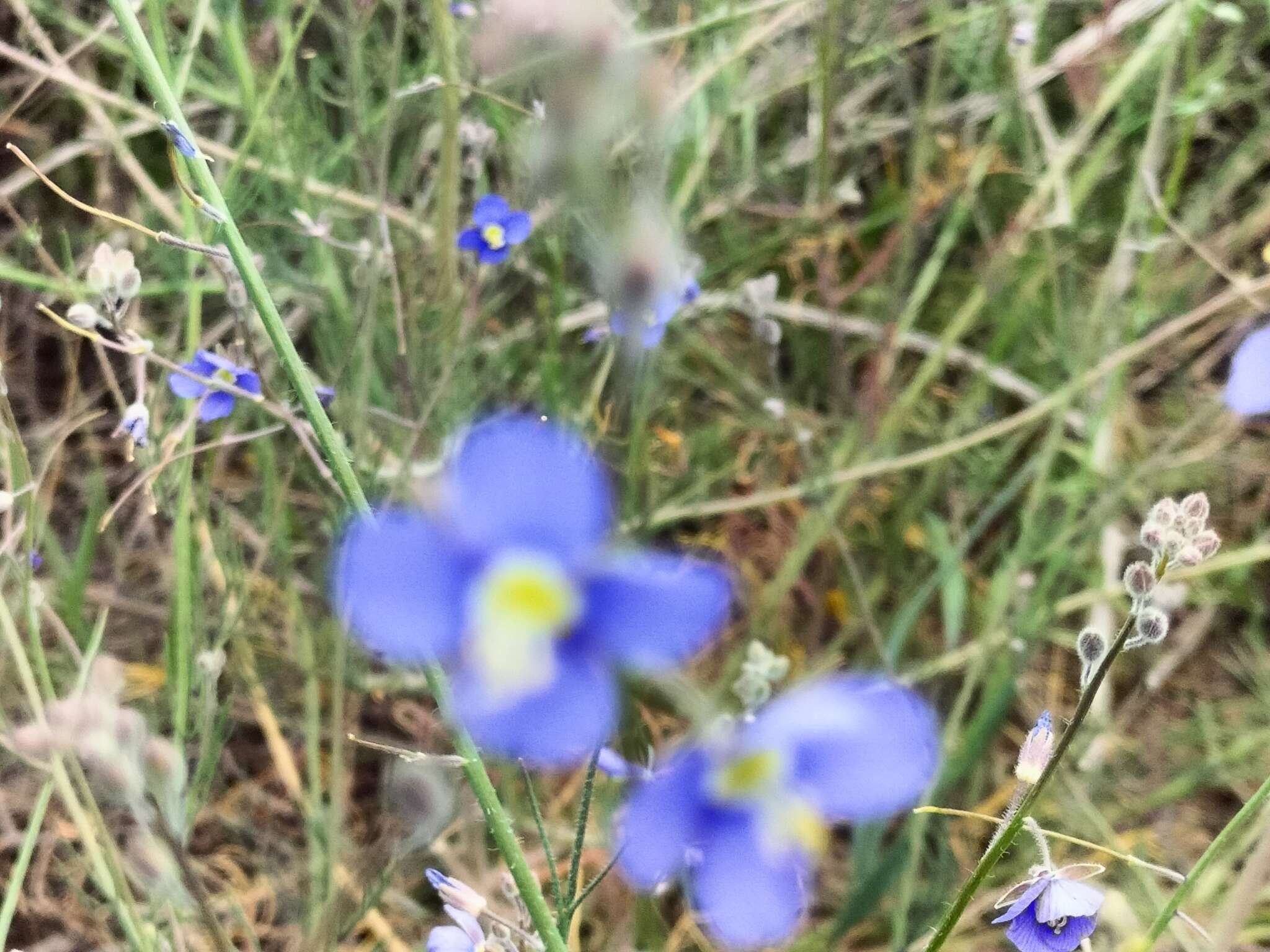 Image of Heliophila digitata L. fil.