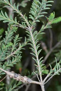 Image of Melaleuca decussata R. Br.