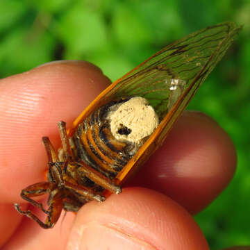 Image of Massospora cicadina Peck 1878