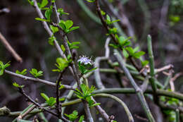 Image of Ehretia rigida subsp. nervifolia Retief & A. E. van Wyk