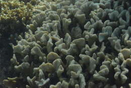 Image of Branched Sandpaper Coral