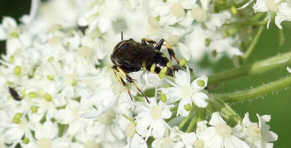 Image of Crossocerus maculipennis (F. Smith 1856)