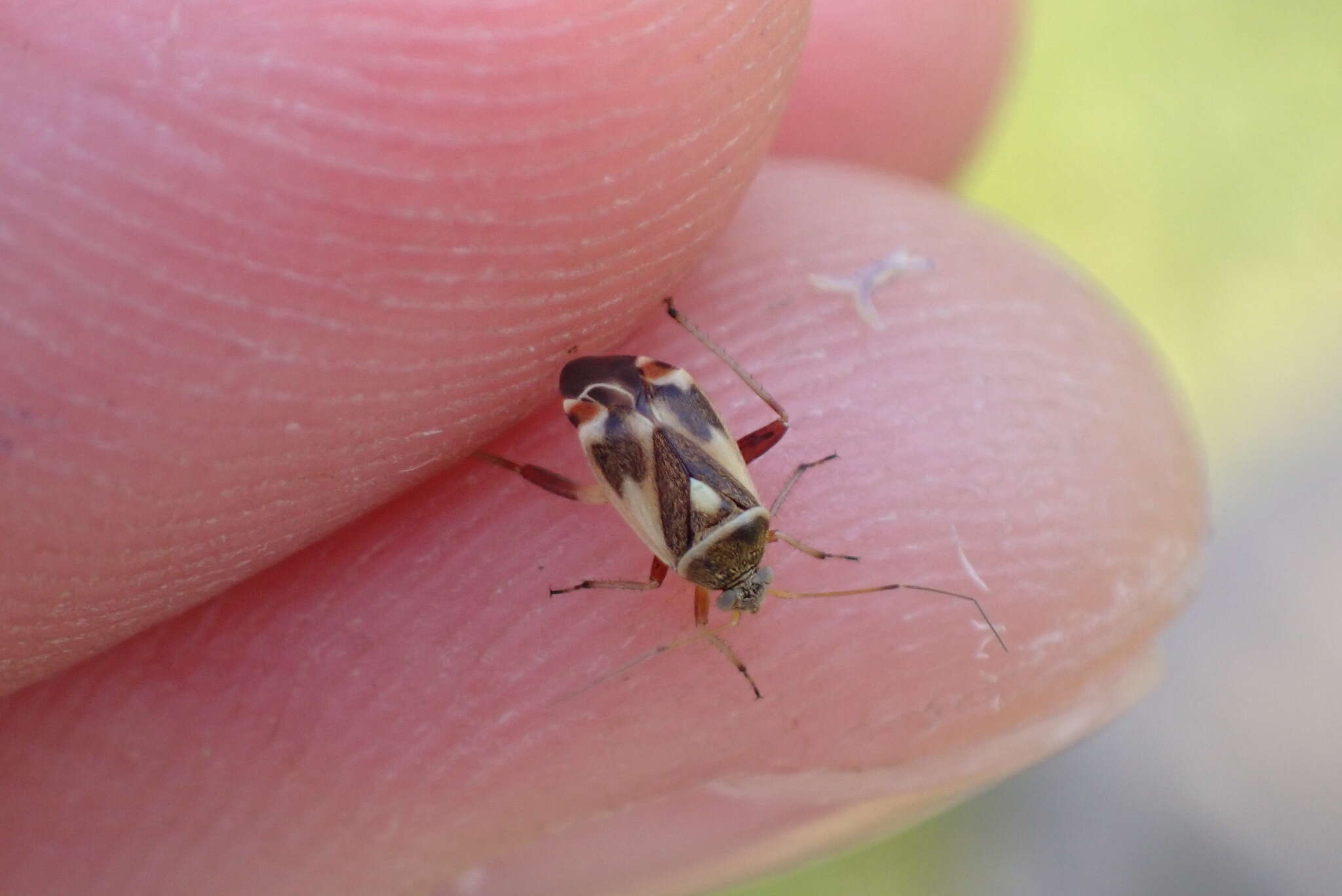 Image of Polymerus unifasciatus (Fabricius 1794)