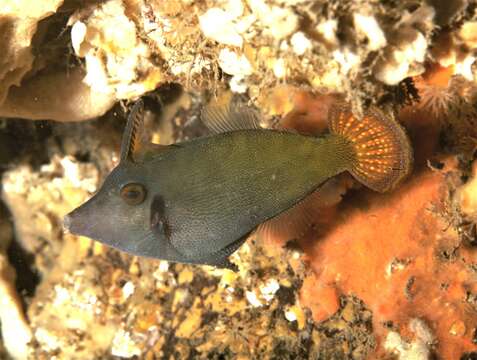 Image of Blackbar Filefish